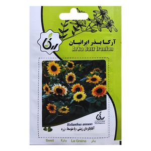 بذر آفتابگردان زینتی پامتوسط زرد آرکا بذر ایرانیان کد ark 021