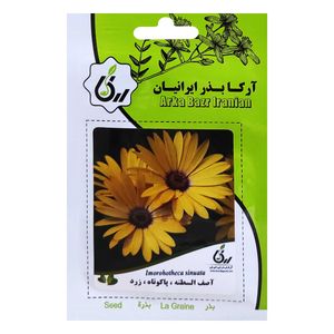 بذر اصف السطنه پاکوتاه زرد آرکا بذر ایرانیان کد ark 046
