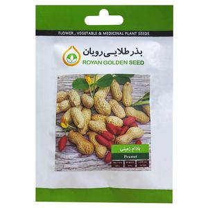 بذر بادام زمینی بذر طلایی رویان کد bzt 143