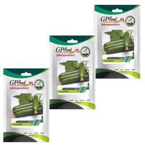 بذر خیار گلبرگ پامچال کد gpf 113 مجموعه 3 عددی