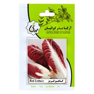 بذر کاهو قرمز آرکا بذر ایرانیان کد 18 ark