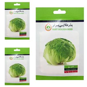 بذر کاهو پیچ بذر طلایی برتر کد btb 71 مجموعه 3 عددی