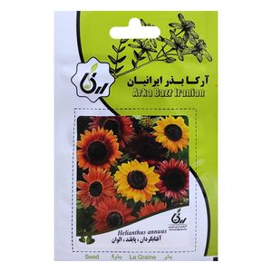 بذر گل آفتابگردان پابلند الوان آرکا بذر ایرانیان کد ark 051