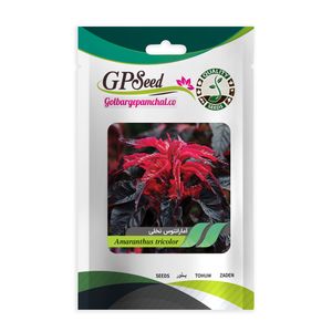 بذر گل آمارانتوس نخلی گلبرگ پامچال کد gpf 276