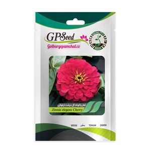 بذر گل آهار پاکوتاه گلدرشت ارغوانی گلبرگ پامچال کد gpf 283