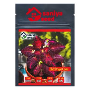 بذر گل حسن یوسف بلک دراگون سانیا سید مدل black dragon