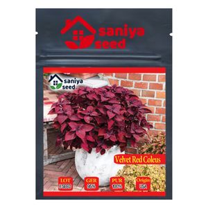 بذر گل حسن یوسف واولت رد سانیا سید مدل velvet red