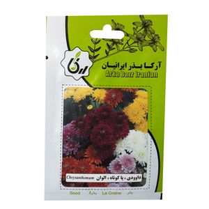 بذر گل داوودی پا کوتاه الوان آرکا بذر ایرانیان کد a53