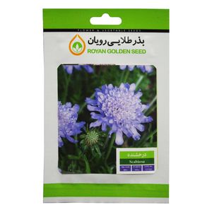 بذر گل درخشنده بذر طلایی رویان کد bztr 040