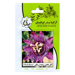 بذر گل ساعتی رونده زرشکی آرکا بذر ایرانیان کد 164 ark