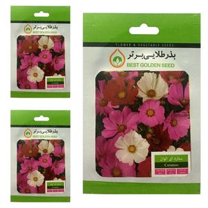 بذر گل ستاره ای الوان بذر طلایی برتر کد btb 19 مجموعه 3 عددی