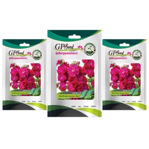 بذر گل شب بو قرمز گلدانی گلبرگ پامچال کد gpf 259 مجموعه 3 عددی