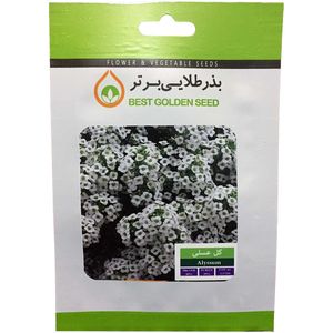 بذر گل عسلی بذر طلایی برتر کد bzt 24