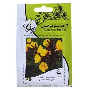 بذر گل مغربی پابلند معطر زرد آرکا بذر ایرانیان کد ark 096
