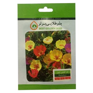 بذر گل ناز آفتابی الوان بذر طلایی برتر کد bzt 36