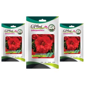بذر گل ناز آفتابی پاکوتاه قرمز گلدانی گلبرگ پامچال کد gpf 089 مجموعه 3 عددی