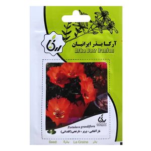 بذر گل ناز آفتابی پرپر نارنجی گلدانی آرکا بذر ایرانیان کد ark 003