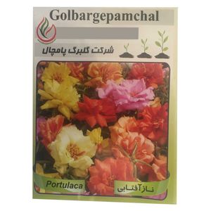 بذر گل ناز آفتابی گلبرگ پامچال مدل gp20