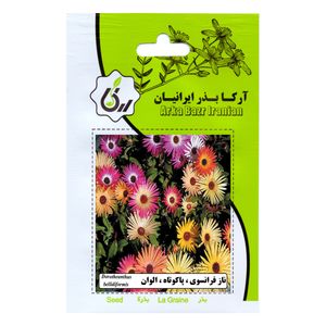 بذر گل ناز فرانسوی پاکوتاه الوان آرکا بذر ایرانیان کد 169 ark