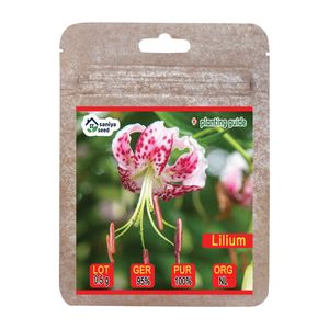 بذر گل چلچراغ ارغوانی سانیا سید مدل s104