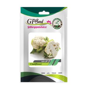 بذر گل کلم گلبرگ پامچال کد gpf 129