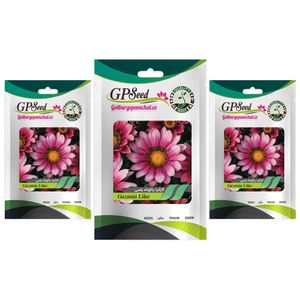 بذر گل گازانیا پاکوتاه یاسی گلدانی گلبرگ پامچال کد gpf 262 مجموعه 3 عددی