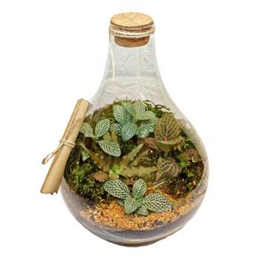 تراریوم گیاه طبیعی مدل طاووس