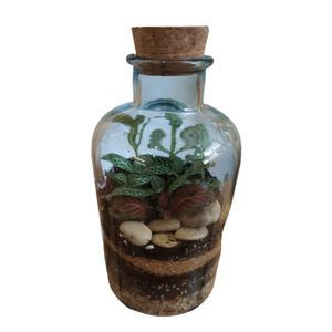 تراریوم گیاه طبیعی کد 104