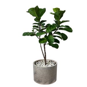 فیکوس لیراتا کد fl4040 01