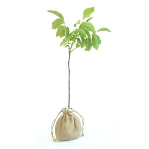 نهال گردو ژنوتیپ کد a 05