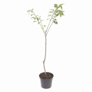 نهال گیلاس لاپینز کد a 04