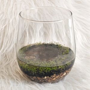 ویواریوم گیاه طبیعی کد viv 119