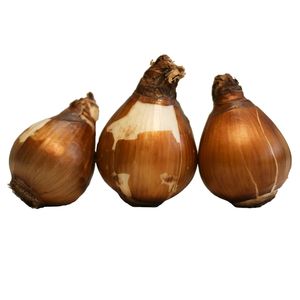 پیاز گل نرگس مدل ممتاز بسته 3 عددی