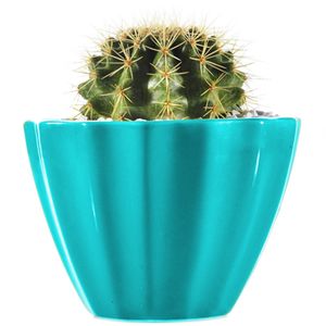 کاکتوس اچینو گروزنی تیغ زرد منتخب مدل mcech1