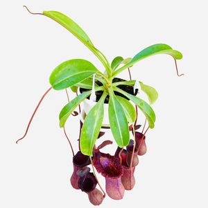 کیاه طبیعی گوشتخوار نپنتس مدل lowii x ventricosa