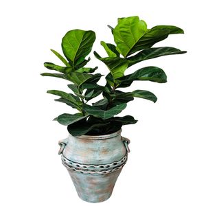 گل آپارتمانی فیکوس لیراتا مدل f110