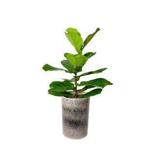 گل آپارتمانی فیکوس لیراتا مدل f50