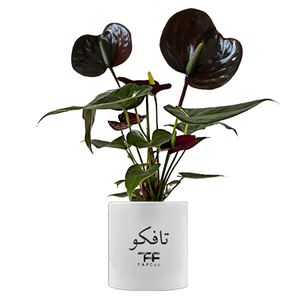 گل طبیعی آنتوریوم بلک تافکو مدل کلکسیونی کد 2x
