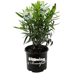 گل طبیعی خرزهره مدل bianco