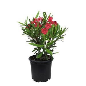 گل طبیعی خرزهره مدل rosso