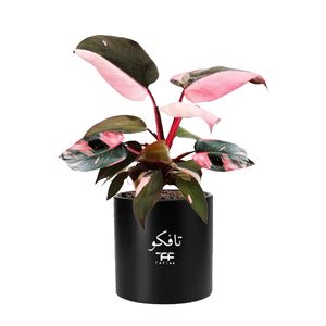 گل طبیعی فیلودندرون  تافکو مدل پینک پرنسس  کد 2x