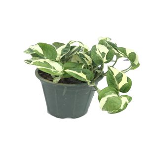 گل طبیعی پتوس ارتشی کد 116