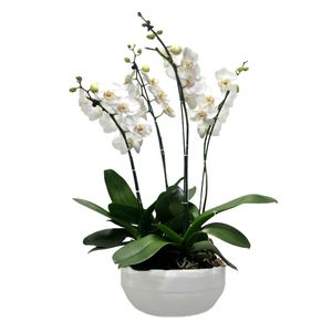 گلدان ارکیده رویال گلیتال مدل gtl144
