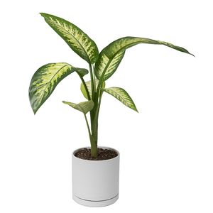 گیاه  طبیعی دیفن باخیا سگوئین کد 10523_2203