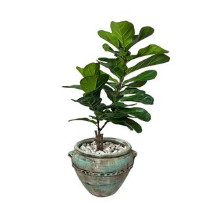 گیاه آپارتمانی فیکوس لیراتا کد fl404 02