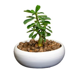 گیاه طبیعی آدنیوم کد l s 08