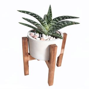 گیاه طبیعی آلوئه واریگاتا