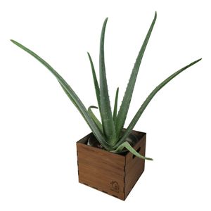 گیاه طبیعی آلوئه ورا ناردونه کد m01