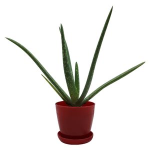گیاه طبیعی آلوئه ورا کد m02