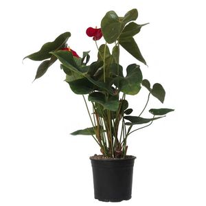 گیاه طبیعی آنتریوم مدل a01